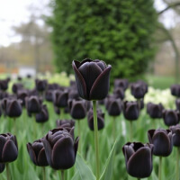 Black Tulip Garden Problem