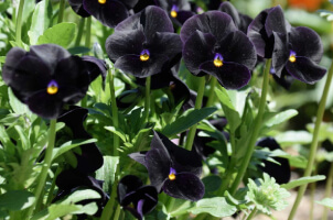Goth Garden Dream